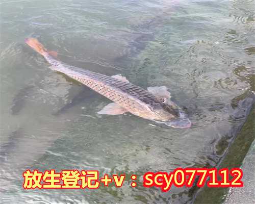 黑龙江放生金鱼的地方，黑龙江勃利县极灵寺水陆法会首日：焰口仪式