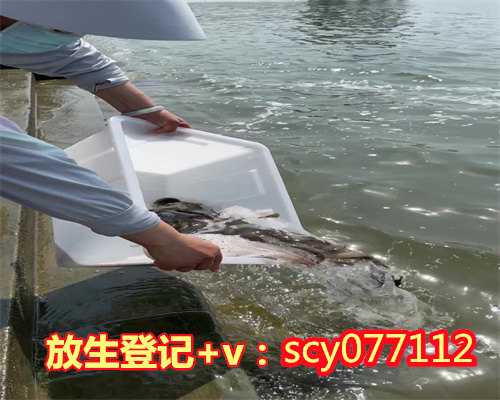 广东哪里可以放生黑鱼，广东捕获250斤超大龙趸价值5万